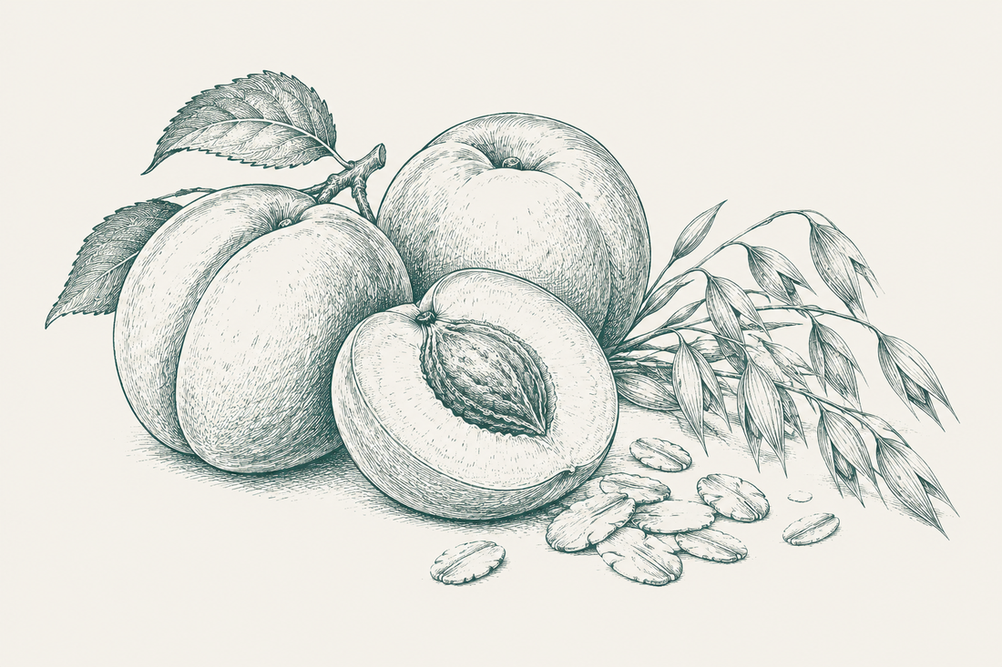 Line illustration of apricot