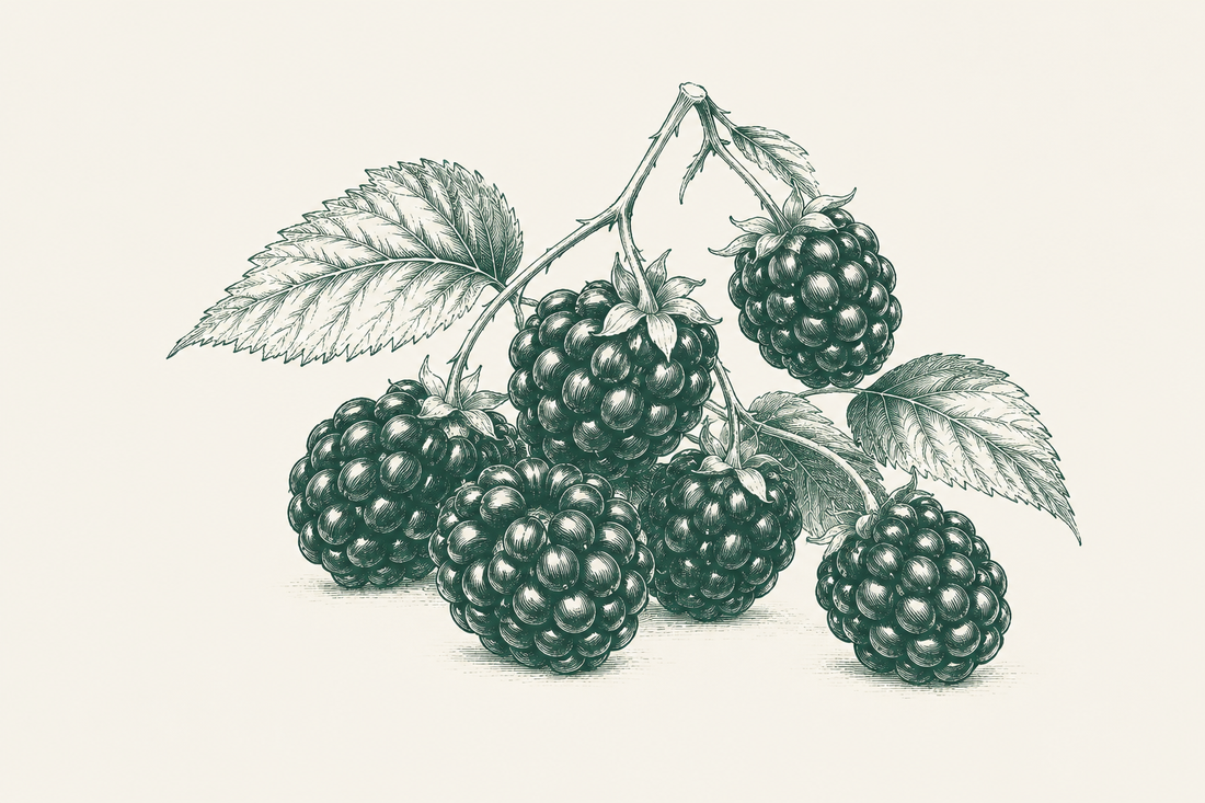Line illustration of blackberries