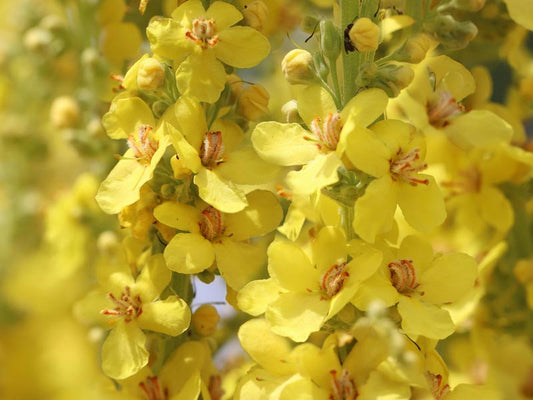 Discover the soothing and hydrating benefits of Verbascum Thapsus (mullein flower)