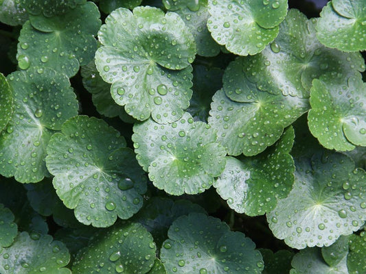 cica plant is great for soothing sensitised skin