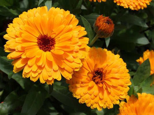 Calendula flower oil in skincare