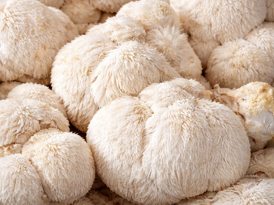 benefits of lion's mane mushroom in wellness