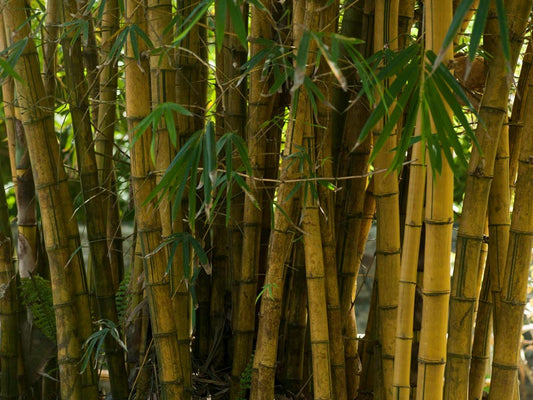 The Role of Bamboo and Arrowroot Powder in Natural Deodorants