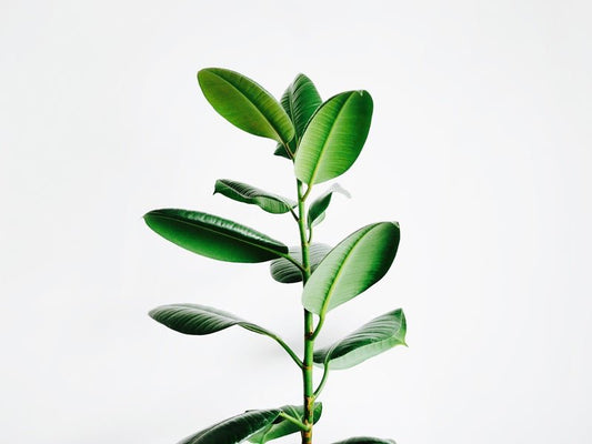 Carbon Neutral Shipping