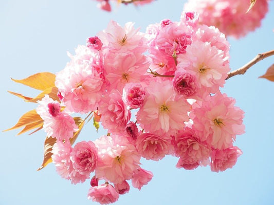 Rosacea Skincare Tips: Soothing Solutions for Sensitive Skin