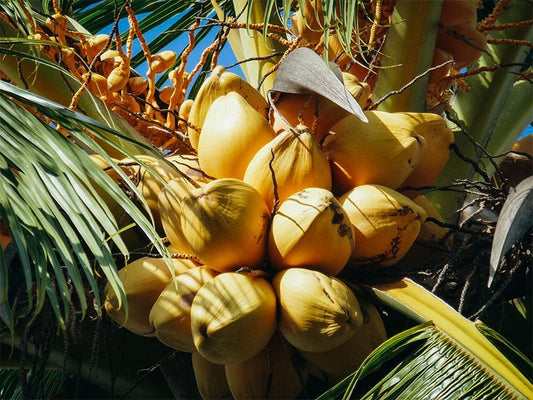 How to Choose Coconut Oil: 5 Tips