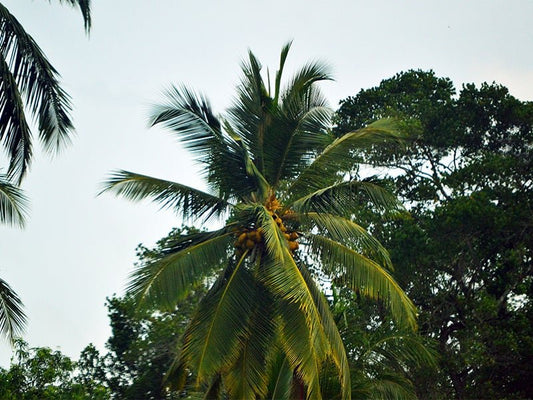 Coconut Oil for Hair Growth: 6 Reasons Why Your Hair Deserves It