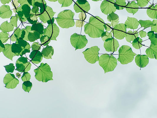 Palm Oil & Our Commitment to Sustainability