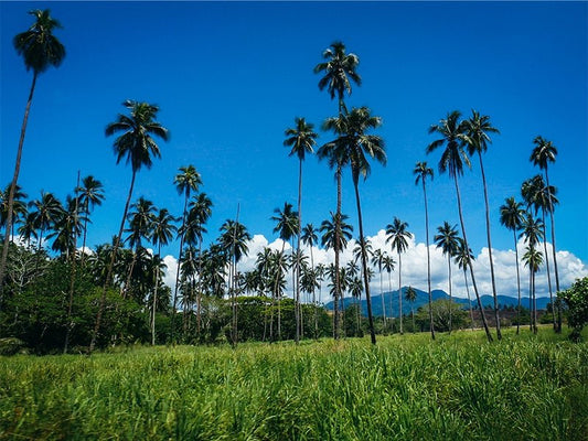 The Definitive Guide To Coconut Oil