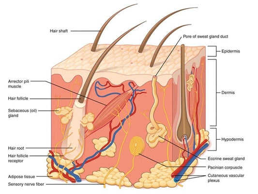 The Skin Structure and Functions